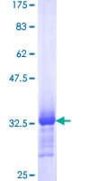 Human SMARCE1 / BAF57 Protein (Recombinant GST, N-terminus)