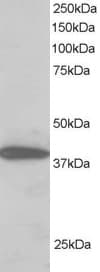 IHC-plus™ Polyclonal Goat anti-Human PPP1R8 / Rnase E Antibody (aa338-351, IHC, WB)