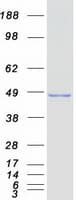 Human SEPT6 / Septin 6 Protein (Recombinant Myc-DDK (Flag))