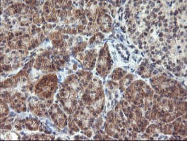 RFXANK Antibody (clone OTI3E7, Carrier-free)