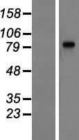 LRGUK Protein (Over-Expression Lysate Myc-DDK (Flag))