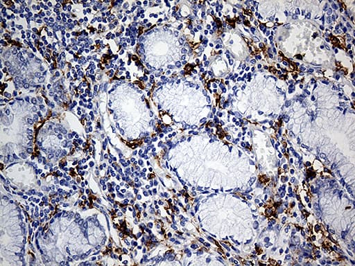 CD14 Antibody (aa20-367, clone OTI12C8, Carrier-free)