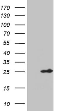 SLC9A1BP / CHP Antibody (clone OTI3H3)