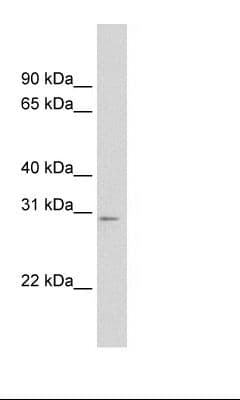 MtTFA / TFAM Antibody (aa169-218)