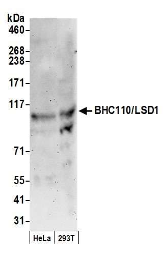 KDM1A / LSD1 Antibody (aa825-C-term)