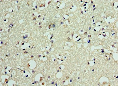 FLAME-3 / DEDD2 Antibody (aa1-240)