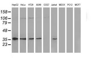 Monoclonal Mouse anti-Human NHEJ1 / XLF Antibody (clone OTI1G5, IF, WB)