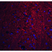 GSAP / PION Antibody