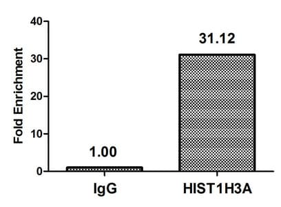 HIST1H3A Antibody