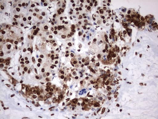 MLF1 Antibody (clone UMAB138, Carrier-free)