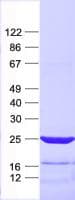 Human CBX3 / HP1 Gamma Protein (Recombinant His, N-Terminal)