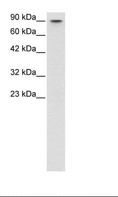 MYBL2 Antibody (N-Terminus)
