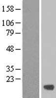 C19orf24 Protein (Over-Expression Lysate Myc-DDK (Flag))