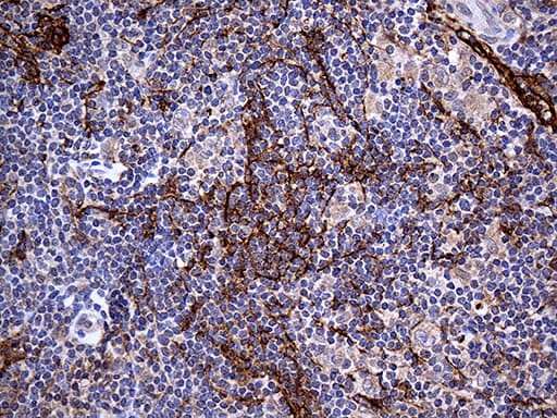PDPN / Podoplanin Antibody (aa23-131, clone OTI3H5, Carrier-free)