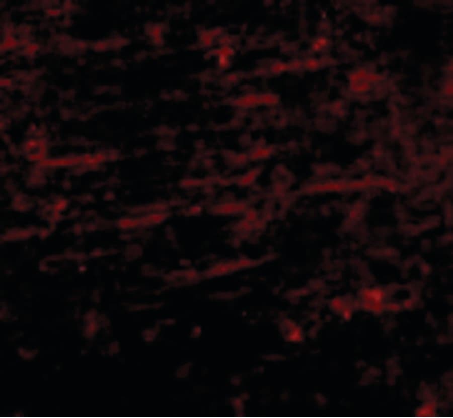 IHC-plus™ SCAMP4 Antibody