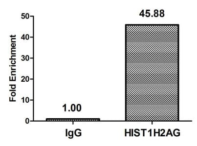 HIST1H2AI Antibody