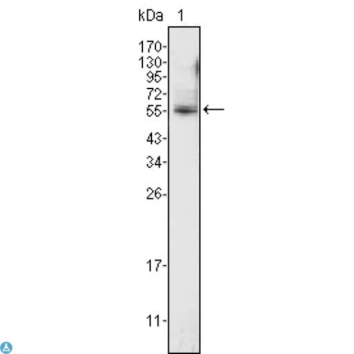 PEA3 / ETV4 Antibody