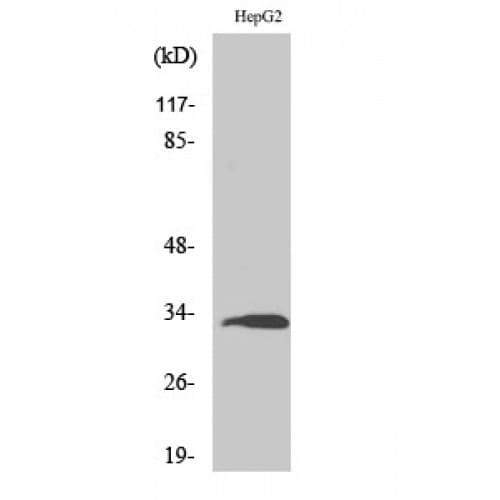 Polyclonal Rabbit anti-Human RPS3 / Ribosomal Protein S3 Antibody (140-220 aa, C-terminal, IHC, WB)