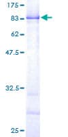 Human CPNE3 Protein (Recombinant GST)