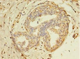 THRA / THR Alpha Antibody (aa1-490, Biotin)