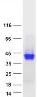 Human M6PR Protein (Recombinant Myc-DDK (Flag))