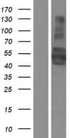 SYNCAM / CADM1 Protein (Over-Expression Lysate Myc-DDK (Flag))
