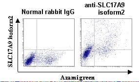 SLC17A9 / C20orf59 Antibody