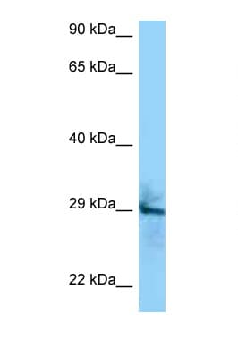 CD151 Antibody (aa154-203)