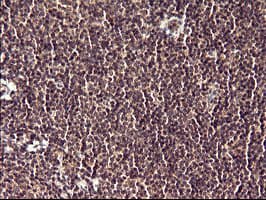 POLR3GL Antibody (clone OTI2F11, Carrier-free)