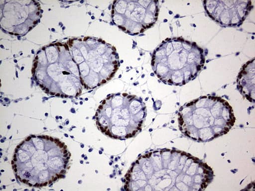 Monoclonal Mouse anti-Human CDX2 Antibody (clone 2G5, Carrier-free, IHC, WB)