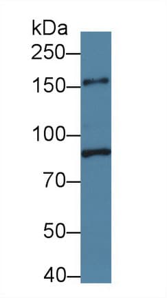 PLCB3 Antibody (aa318-468, APC)