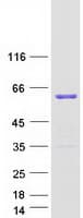 Human LSM14A Protein (Recombinant Myc-DDK (Flag))