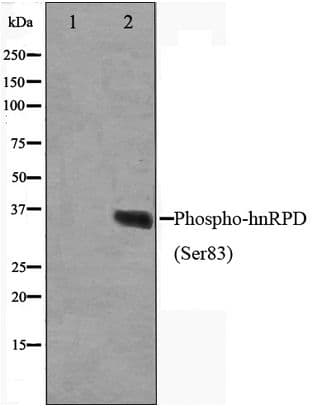 Polyclonal Rabbit anti-Human HNRNPD / AUF1 Antibody (phospho-Ser83, IHC, IF, WB)