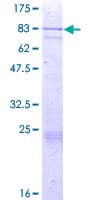 Human FASTK / FAST Protein (Recombinant GST)