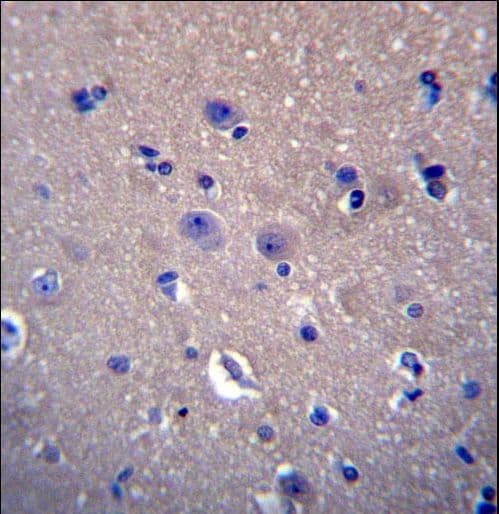 DNAJB6 Antibody (aa218-247)