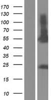 RUNDC3A Protein (Over-Expression Lysate Myc-DDK (Flag))