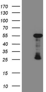 GATA3 Antibody (aa155-443, clone OTI10G7)