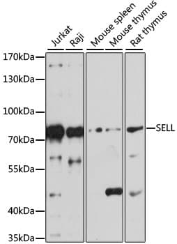 SELL / L-Selectin / CD62L Antibody
