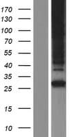 NIPA1 Protein (Over-Expression Lysate Myc-DDK (Flag))