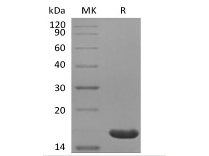 Human IL36B Protein (Recombinant)
