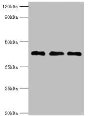 ERGIC2 Antibody (aa55-310)