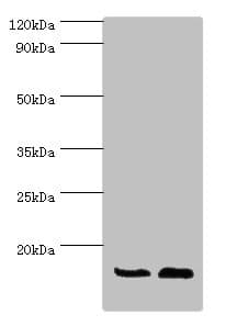 ATP5J Antibody (aa1-108)