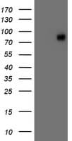 VCAM1 / CD106 Antibody (clone OTI4E8)