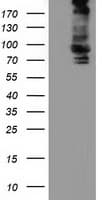 ALDH1L1 Antibody (clone OTI4C11)