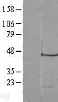 Human MRPL49 Protein (Over-Expression Lysate Myc-DDK (Flag))