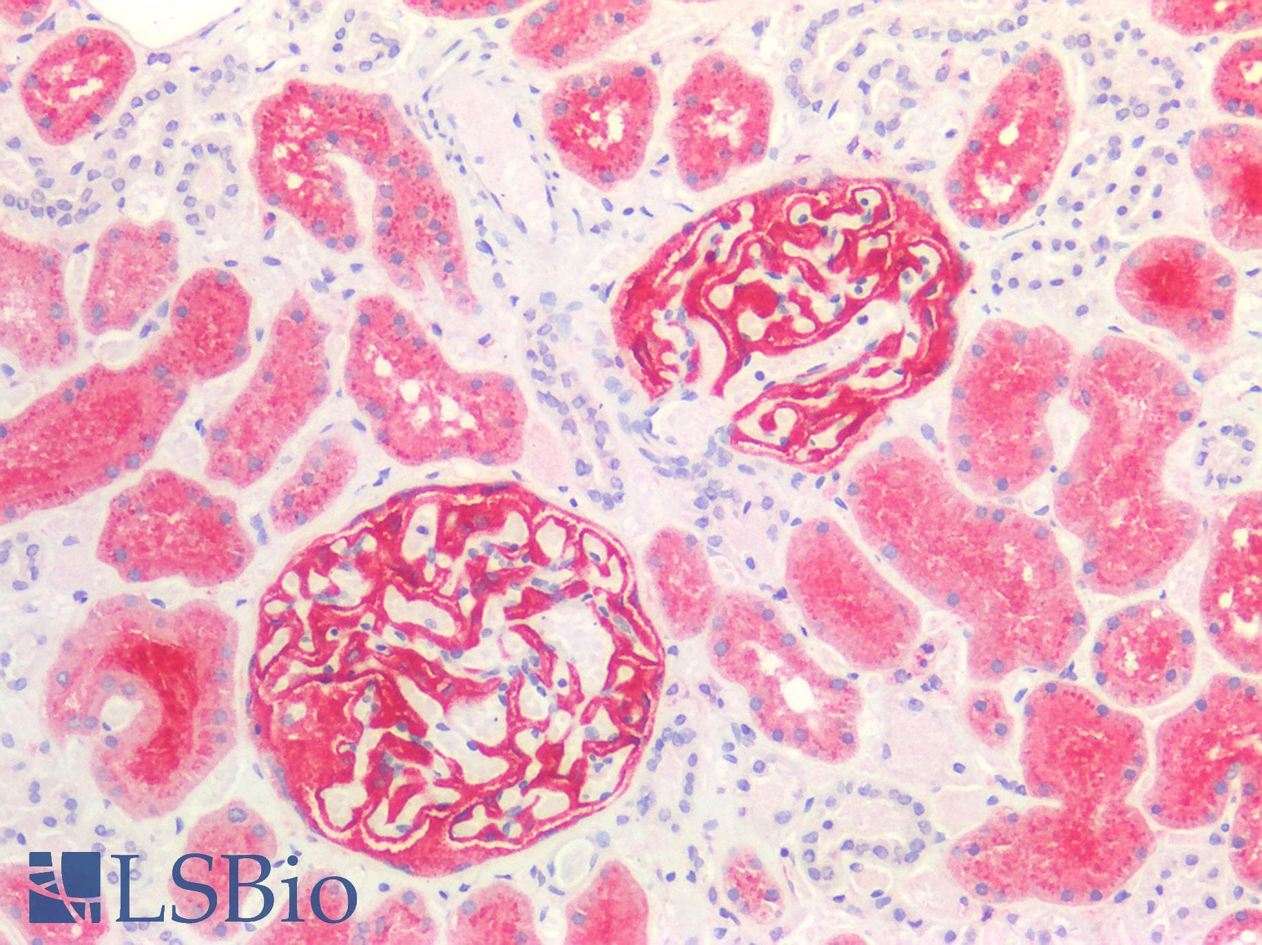 PathPlus™ ENPEP / Aminopeptidase A Antibody (clone OTI1C4)