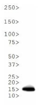 HIST3H3 Antibody (Me2-Lys18)
