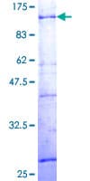 Human ZNF133 Protein (Recombinant GST)