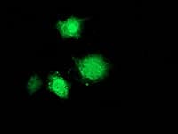 MSI1 / Musashi 1 Antibody (clone OTI1G8, Carrier-free)