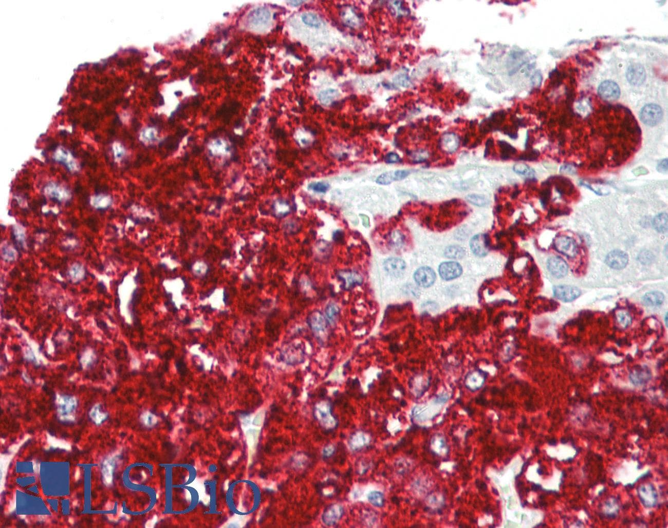IHC-plus™ R3HCC1L / C10orf28 Antibody (aa721-770)
